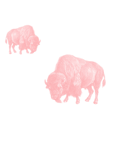 Pink Buffalo 